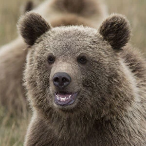 Brown Bear -Ursus arctos-, cub, in Skandinavisk Dyrepark or Scandinavian Wildlife Park, Jutland, Denmark