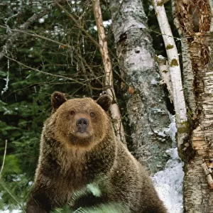 Brown bear (Ursus arctos horribilis), Montana, USA