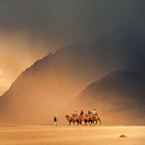 Camel on nubra valley desert in India