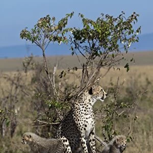 Cheetah -Acinonyx jubatus- with kittens, Masai Mara National Park, Kenya, East Africa, Africa, PublicGround