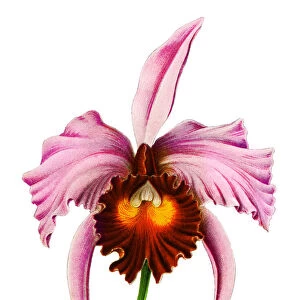 Chromolithograph illustration of orchid Flor de Mayo or "Christmas orchid"