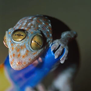 Closeup of gecko with three eyes