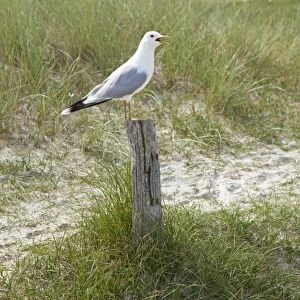 Common Gull -Larus canus-, Amrum Island, North Friesland, Schleswig-Holstein, Germany, Europe