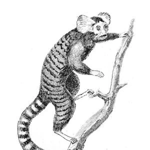Common Marmoset illustration 1803