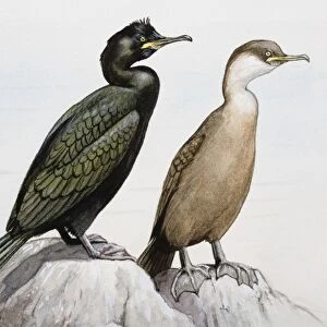 Common shag (Phalacrocorax aristotelis), two birds perching on a rock by the sea, looking away