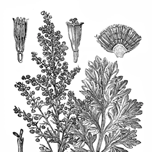 Common wormwood (Artemisia Absinthium)