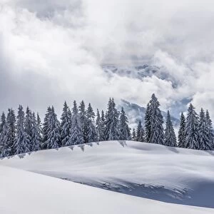 Coniferous trees with snow and hoarfrost, Brixen im Thale, Brixen Valley, Tyrol, Austria