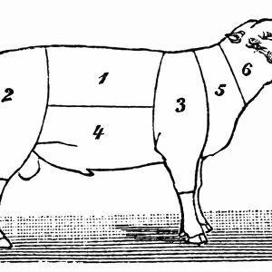 Cuts of lamb or mutton diagram
