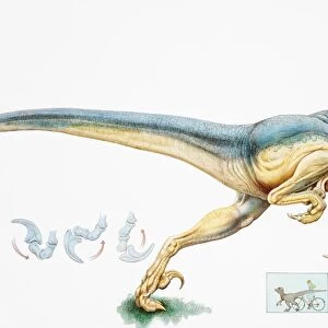 Deinonychus antirrhopus, carnivorous dromaeosaurid dinosaur, early Cretaceous Period