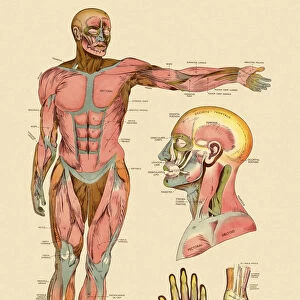 Diagram of Front Muscles of Human Body