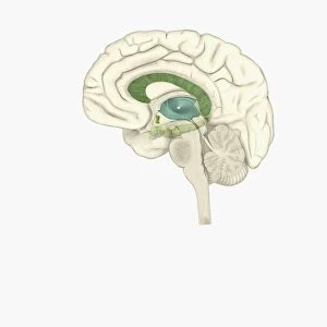 Digital illustration of male human brain