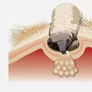 Digital illustration of Spiny Anteater (Echidna) puggle sucking from pores on milk patch in pouch