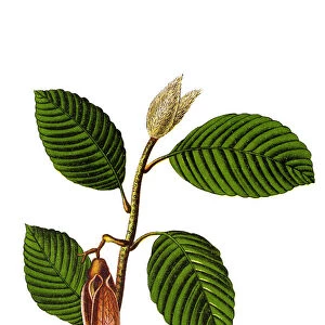 Dipterocarpus retusus, chhe tiel pre: ng, dong jing long nao xiang