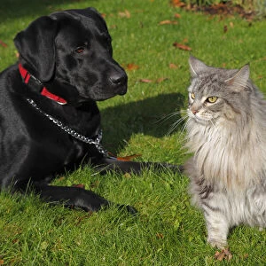 A dog and a cat sitting in a garden, a black Labrador Retriever, male, and a Maine Coon