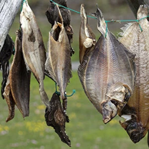 Dried fish, Iceland