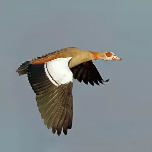 Egyptian Goose (Alopochen aegyptiacus), in flight, Gunzenhausen, Altmuehlsee, Franconian Lake District, Franconia, Bavaria, Germany