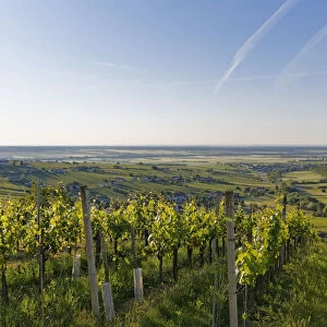 Eisenberg vineyard, Eisenberg an der Pinka, quaint wine growing region, Southern Burgenland, Burgenland, Austria