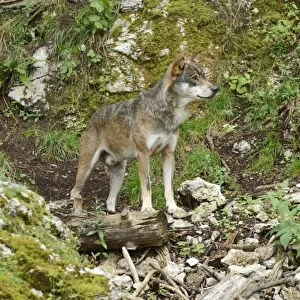 Eurasian Wolf -Canis lupus lupus-, Jura, Switzerland, Europe