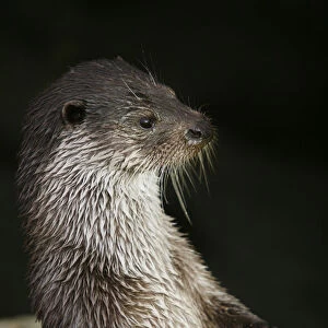 European Otter -Lutra lutra-, standing, captive