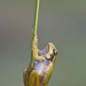 European Tree Frog -Hyla arborea-, during metamorphosis, Burgenland, Austria