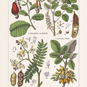 Fabaceae, Anacardiaceae, chromolithograph, published in 1895