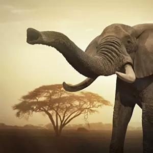 Female elephant at sunset
