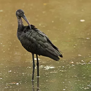 First year glossy ibis preening