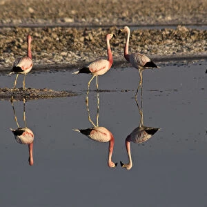 Flamingos (Phoenicopteridae), San Pedro de Atacama, Atacama Desert, Chile, South America