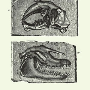 Fossils of the Tertiary Period, Fossils and Skeletons Engraving Antique Illustration, Published 1851
