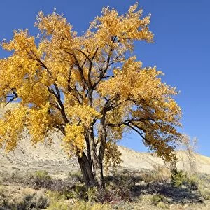 Fremont cottonwood -Populus fremontii-, autumn leaves, Adobe Buttes, Ward Creek Road, Colorado, USA