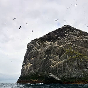 Gannet colony in St Kilda