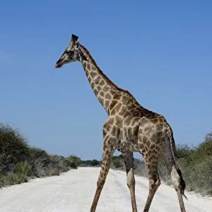 Giraffe -Giraffa camelopardalis- crossing a road, Etosha National Park, Namibia