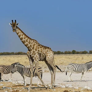 Giraffe -Giraffa camelopardalis- with Zebras, Etosha National Park, Namibia