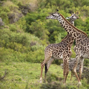 Two giraffes (Giraffa carmeopardalis), swinging their necks against each other, Tanzania, Africa