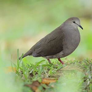 Gray-chested Dove Caribbean race