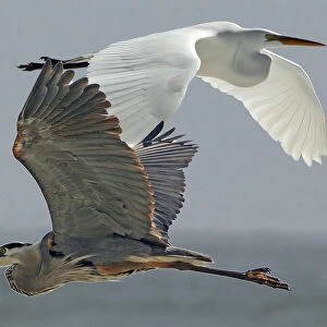 Great Egret and Great Blue Heron Composite
