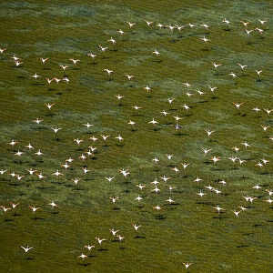 Greater Flamingos -Phoenicopterus roseus-, flock in flight over over a stretch of water at low tide, Saintes-Maries-de-la-Mer, Camargue, Provence-Alpes-Cote dAzur, France