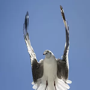 Grey Headed Gull