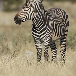Hartmanns Mountain zebra -Equus zebra hartmannae-, Etosha National Park, Namibia, Africa