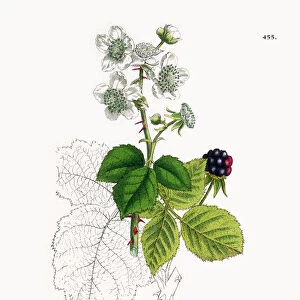 Hazel-leaved Bramble, Rubus corylifolius, Victorian Botanical Illustration, 1863
