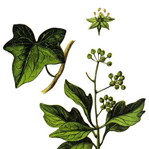 Hedera helix, the common ivy, English ivy, European ivy, or just ivy