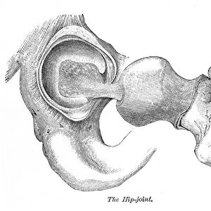 Hip joint engraving anatomy 1872