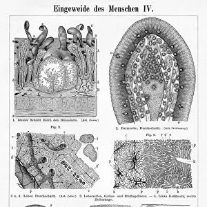 Human intestine liver engraving 1895