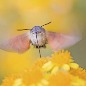 Hummingbird hawk-moth (Macroglossum stellatarum) feeding in flight, Saxony-Anhalt, Germany