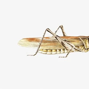 Illustration of Bush Cricket (Tettigonia viridissima)