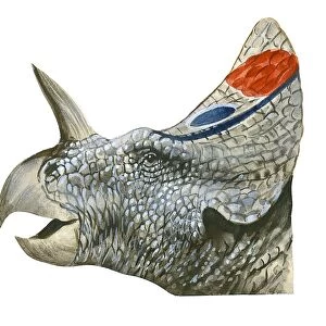 Illustration of Centrosaurus, head in profile showing bony crest, spiked horn above nose, and beak-like mouth
