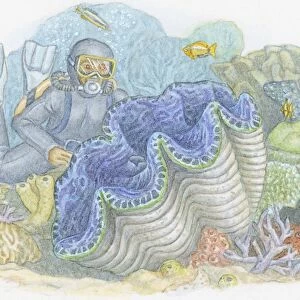 Illustration of deep-sea diver wearing wetsuit looking at Giant Clam (Tridacna gigas), the largest bivalve mollusc