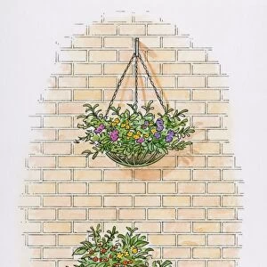 Illustration of hanging basket on brick wall with potted plants on patio below