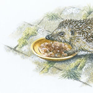 Illustration of hedgehog feeding from saucer on patio