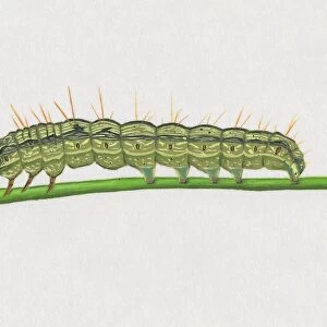 Illustration of Old World Bollworm (Helicoverpa armigera) caterpillar on stem